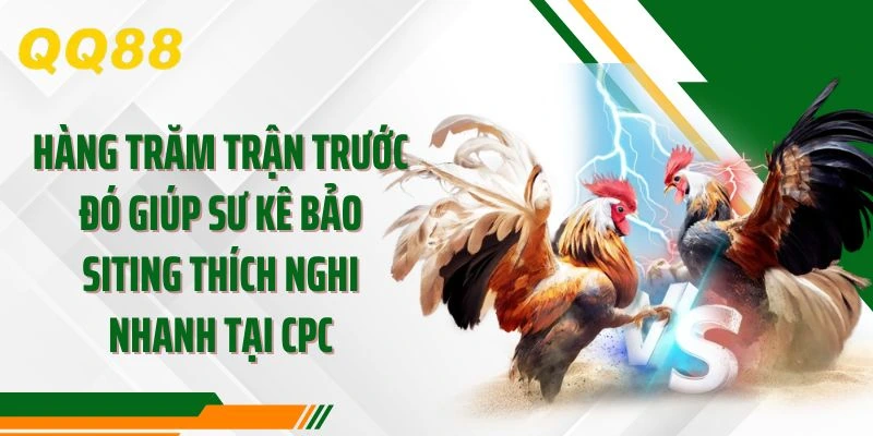 Hàng trăm trận trước đó giúp sư kê Bảo Siting thích nghi nhanh tại CPC
